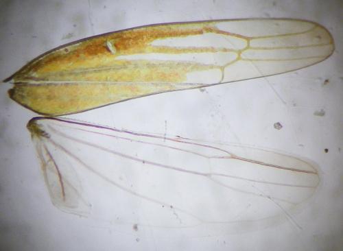 Réf. 273 750 : Dikraneura variata